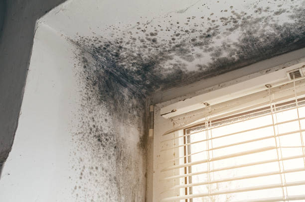 Trusted Attic Mold Removal service in Newtown, PA - Cheap Mold Removal