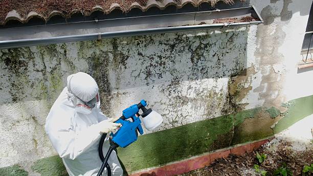 Top rated local Basement Mold Removal specialists in Newtown, PA